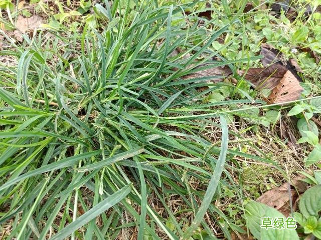千金草有什么作用 药材千斤草的功效
