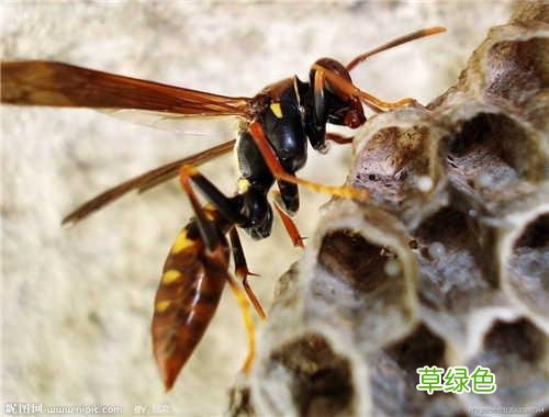 没食子的功效与作用和毒性 没食子的功效与作用