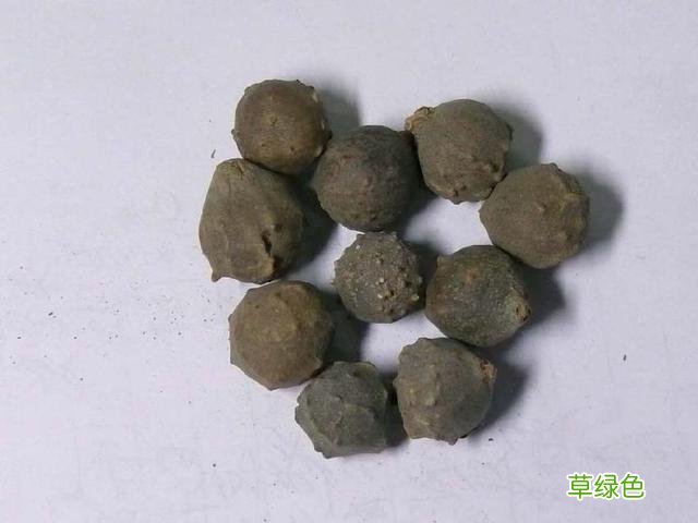 没食子的功效与作用和毒性 没食子的功效与作用