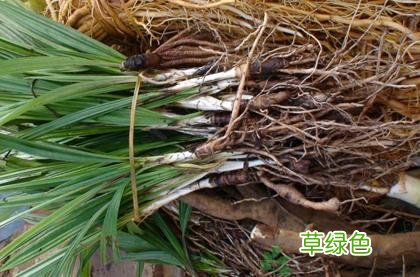 仙茅的作用及功效 仙仙茅的功效与作用