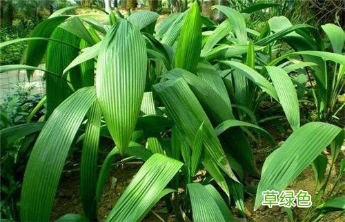 仙茅的作用及功效 仙仙茅的功效与作用