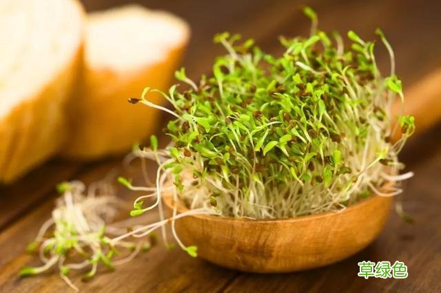 春芽菜尖作用与功效与作用 春牙菜尖作用与功效