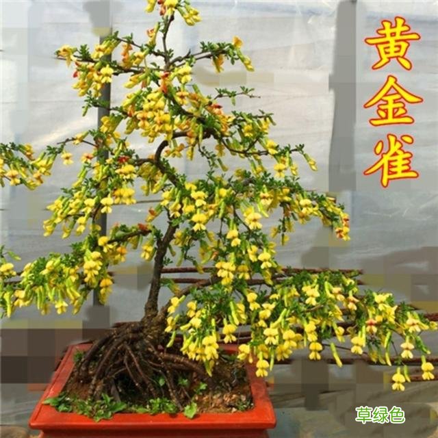 中药花蝴蝶的功效和作用 中药花蝴蝶有啥功效