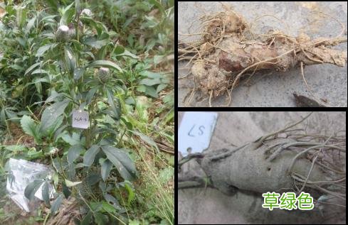 莪术的功效与作用禁忌 于术的功效与作用