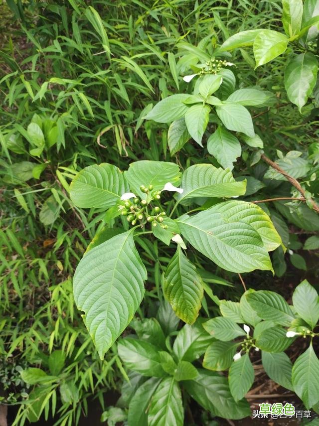 中药金花别名叫什么 中药金花别名功效
