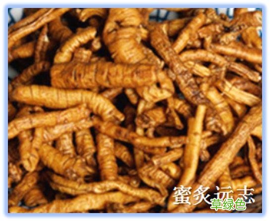 志远的作用与功效价格 志远的功效与价格