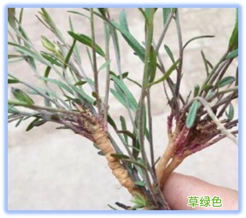 志远的作用与功效价格 志远的功效与价格