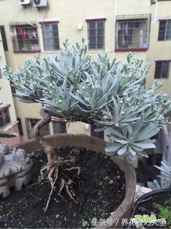芙蓉树叶的作用与功效与作用 芙蓉树叶的作用与功效