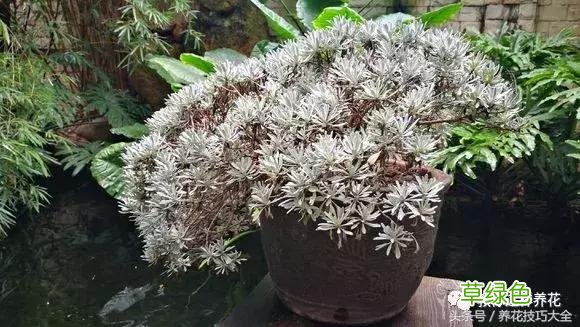 芙蓉树叶的作用与功效与作用 芙蓉树叶的作用与功效
