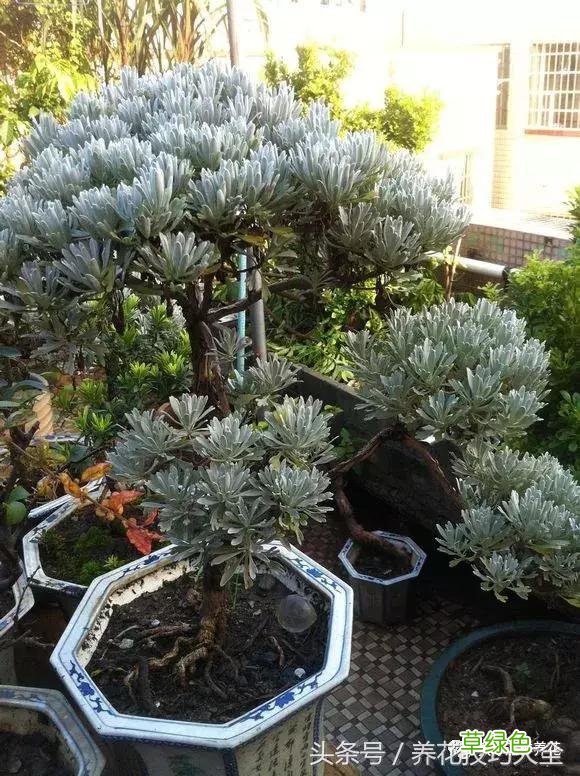 芙蓉树叶的作用与功效与作用 芙蓉树叶的作用与功效