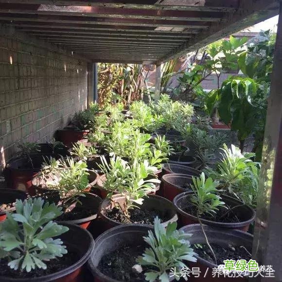 芙蓉树叶的作用与功效与作用 芙蓉树叶的作用与功效