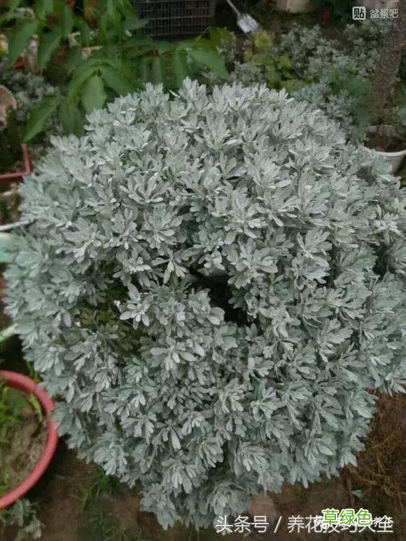 芙蓉树叶的作用与功效与作用 芙蓉树叶的作用与功效