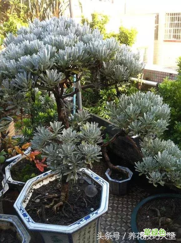芙蓉树叶的作用与功效与作用 芙蓉树叶的作用与功效