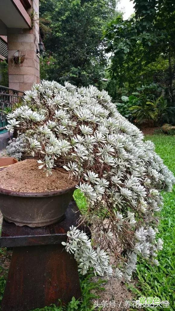 芙蓉树叶的作用与功效与作用 芙蓉树叶的作用与功效
