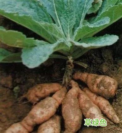 生地的功效与作用