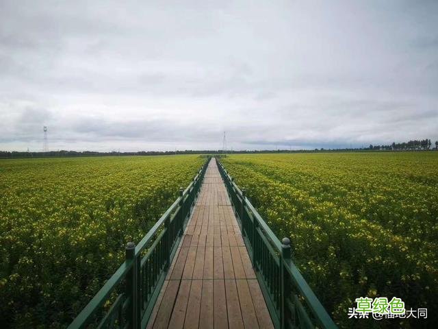 山芝麻根的功效与作用 山芝麻根功效