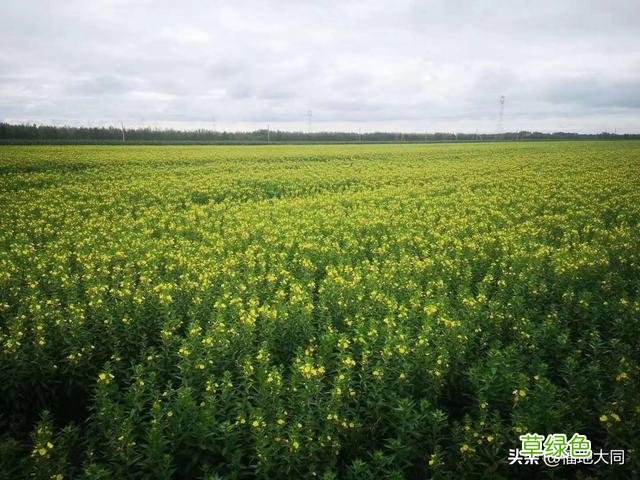 山芝麻根的功效与作用 山芝麻根功效