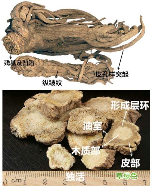 中药独活的功效与主治 中药独活的功效