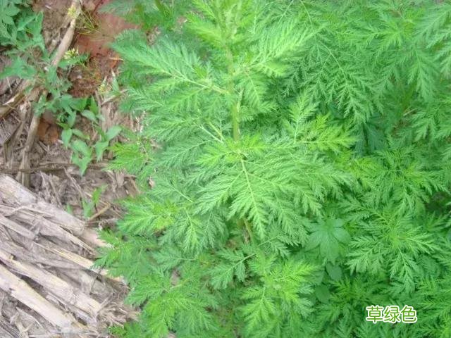 臭蒿的功效与作用图片 臭蒿的功效与作用