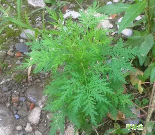 臭蒿的功效与作用图片 臭蒿的功效与作用