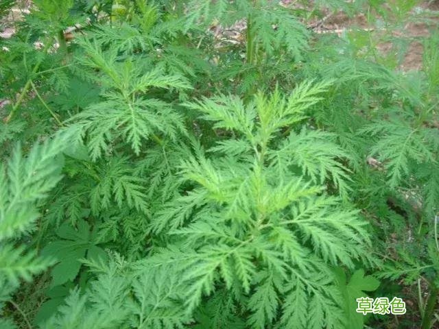臭蒿的功效与作用图片 臭蒿的功效与作用