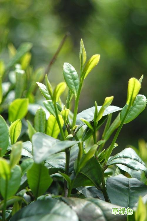 绿茶饮料配料表 绿茶