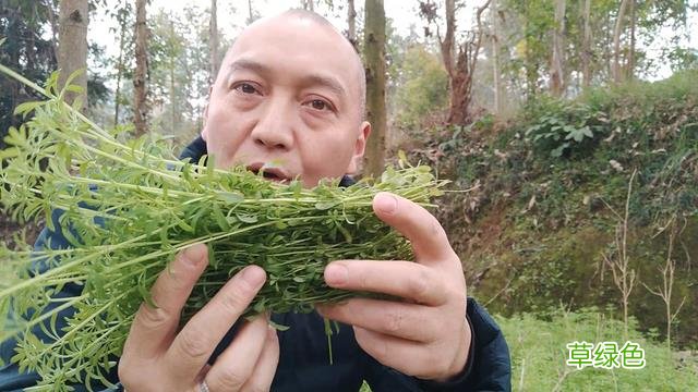 锯锯藤的功效与作用 锯锯藤的功效