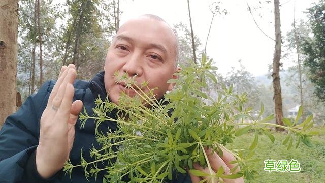 锯锯藤的功效与作用 锯锯藤的功效