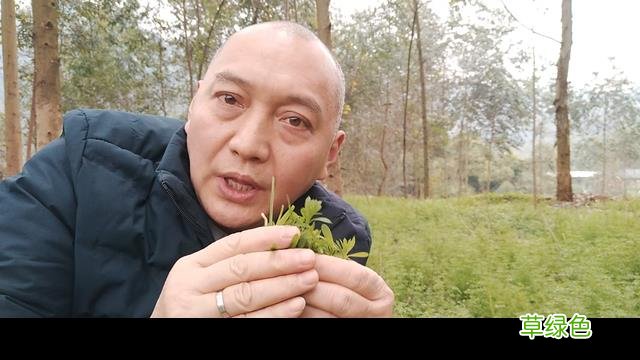 锯锯藤的功效与作用 锯锯藤的功效