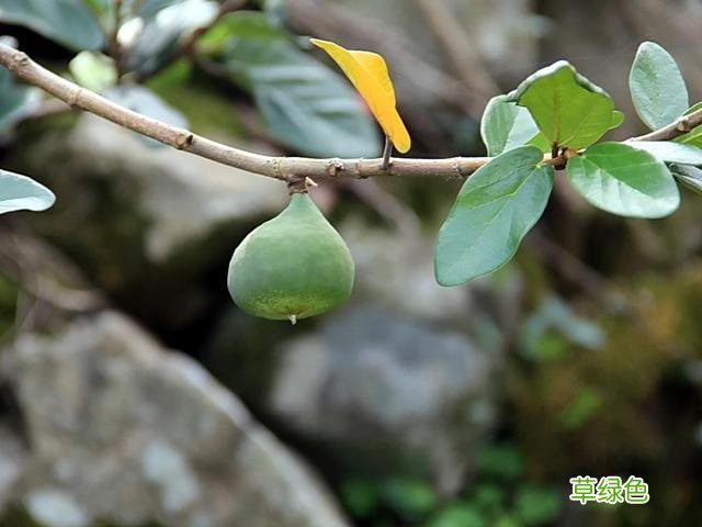 鬼馒头的功效与做法 鬼馒头的功效