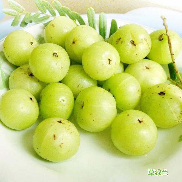 油柑子的功效与作用及禁忌 油柑子的功效