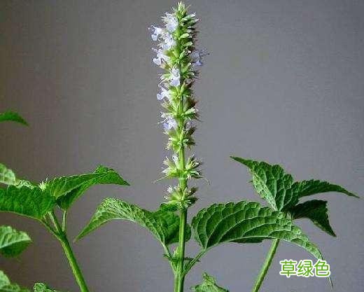 藿香梗的功效与作用 藿香梗功效与作用