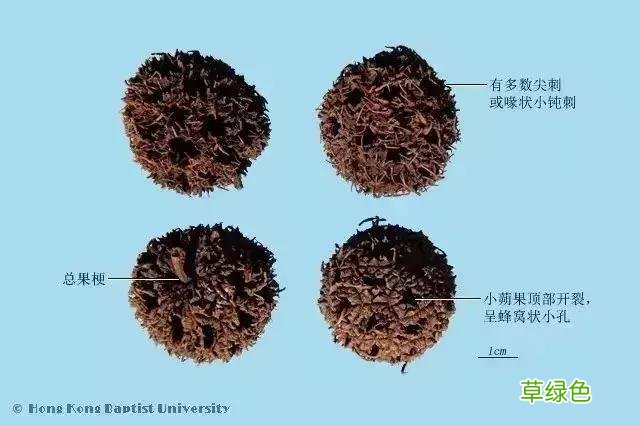 中药路路通功效与作用及禁忌 中药路路通功效与作用