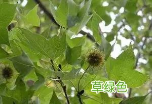 中药路路通功效与作用及禁忌 中药路路通功效与作用