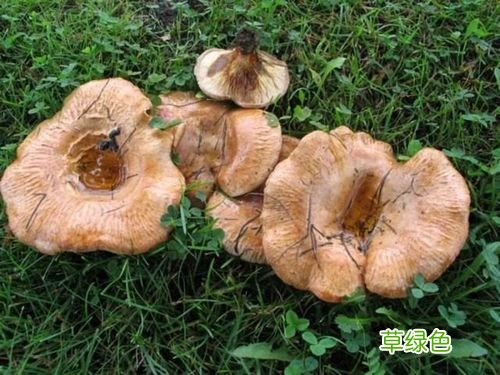 对叶榕入伍配方中药