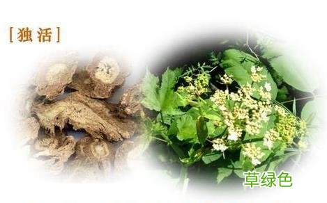中药独活功效与作用的功效与作用及禁忌症 中药独活功效与作用
