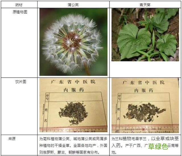 青天葵煲羚羊角的功效与作用 青天葵和羚羊角的功效