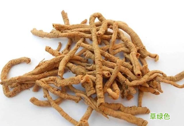 生远志的功效与作用的功能与主治 生远志的功效与作用
