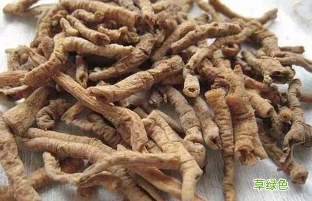 生远志的功效与作用的功能与主治 生远志的功效与作用