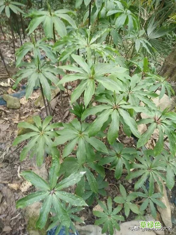 七叶花的功效与作用 七叶花的功效