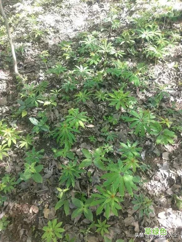 七叶花的功效与作用 七叶花的功效