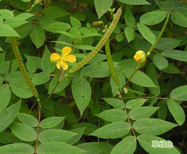 白花蛇草功效与作用点的功效与作用 白花蛇草功效与作用