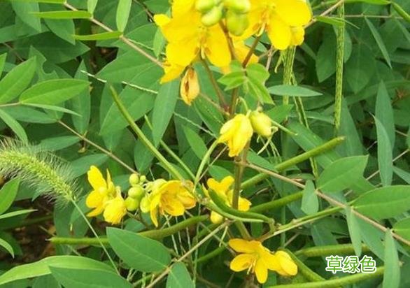 白花蛇草功效与作用点的功效与作用 白花蛇草功效与作用
