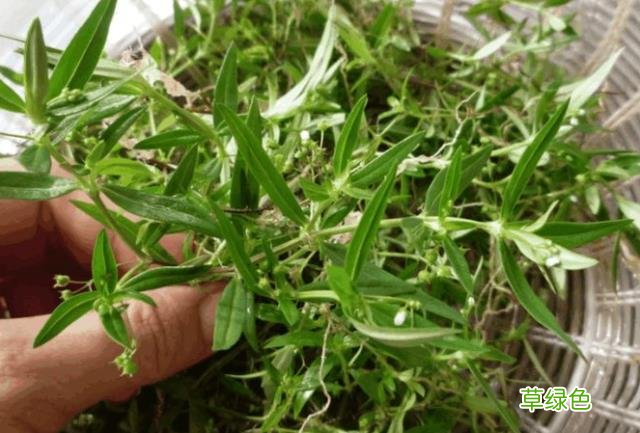 白花蛇草功效与作用点的功效与作用 白花蛇草功效与作用
