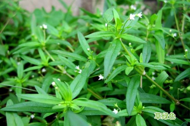 白花蛇草功效与作用点的功效与作用 白花蛇草功效与作用