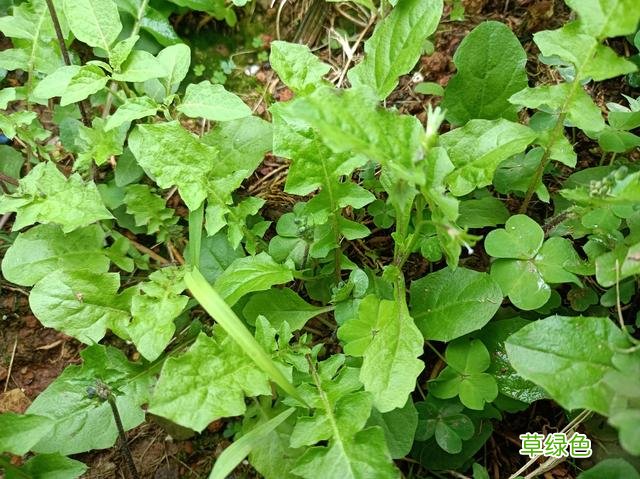 野青菜的功效与作用图片 野青菜的功效与作用