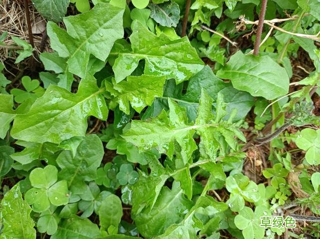 野青菜的功效与作用图片 野青菜的功效与作用