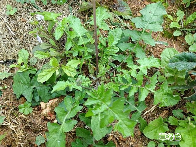 野青菜的功效与作用图片 野青菜的功效与作用